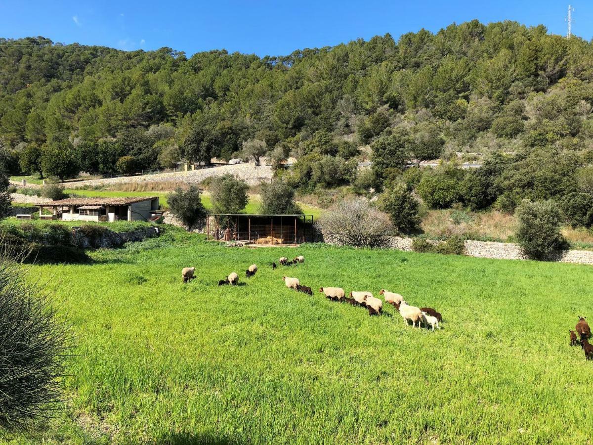 Séjour à la ferme Finca Can Sec Alaró